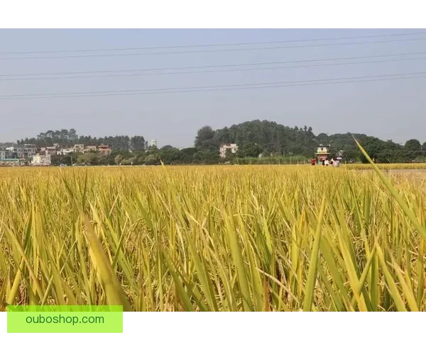 禾获甸拿75-79BBK拉德尼基核心分析与战术创新探讨