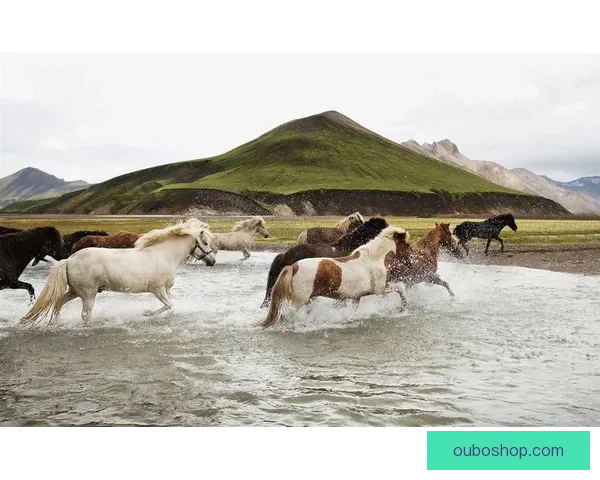 KK马它拉奇94-100黑尔塞戈瓦茨区域发展与创新研究探索